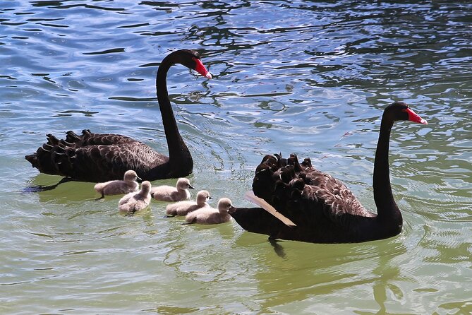 Mandurah Dolphin Cruise & Views - Booking Information