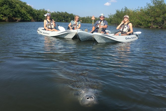 Mangrove Tunnels, Manatee, and Dolphin Sunset Kayak Tour With Fin Expeditions - Memorable Experiences and Guest Reactions