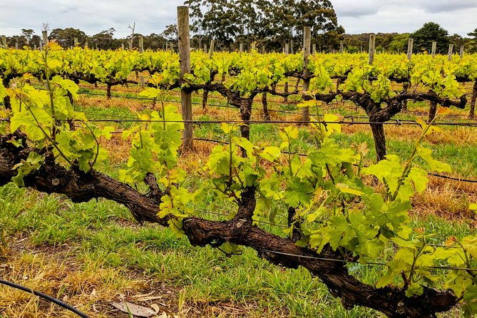 Margaret River Indulge and Discover Day Tour - Tour Experiences