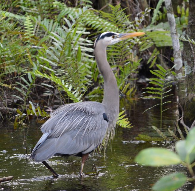 Miami: Everglades River of Grass Small Airboat Wildlife Tour - Common questions