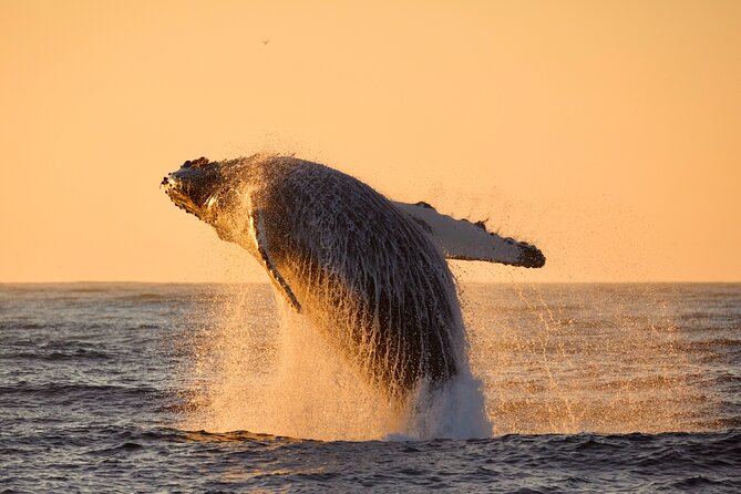 Monterey Small-Group Whale-Watching Tour  - Monterey & Carmel - Terms & Conditions