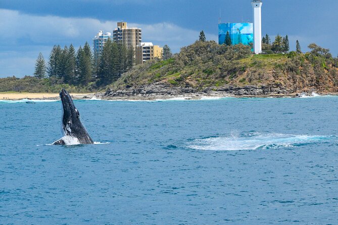 Mooloolaba Whale Watching Cruise - Common questions