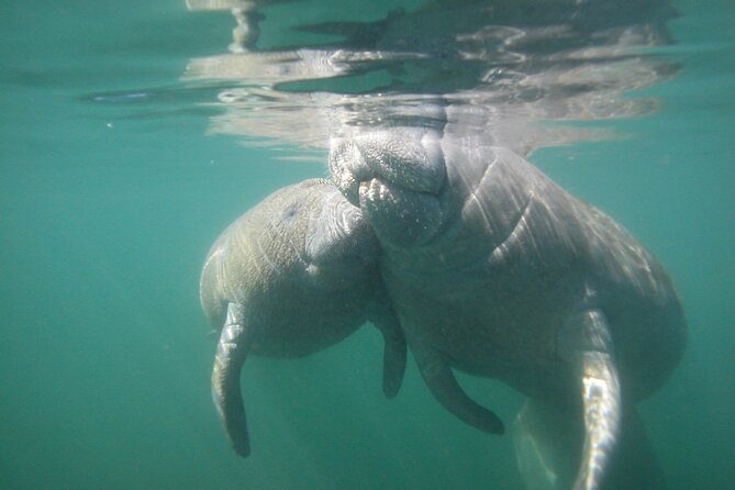 Morning Swim and Snorkel With Manatees-Guided Crystal River Tour - Booking Details