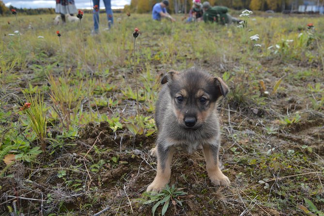 Mush Your Own Sled Dog Team (Summer/Fall Tour) - Common questions