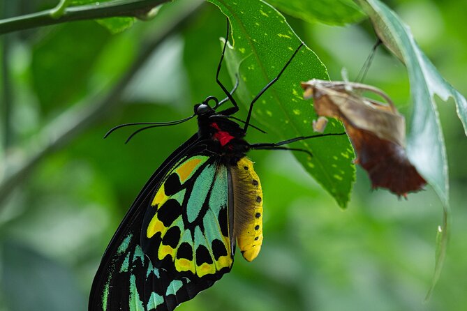 Nature Photography Guided Walks: Cairns  - Cairns & the Tropical North - Sum Up