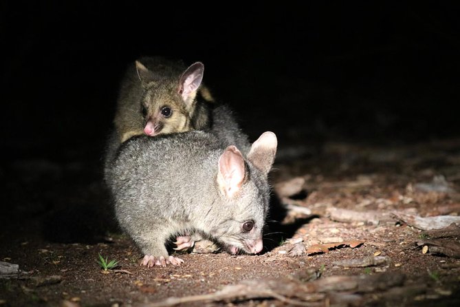 Nocturnal Wildlife Tour From Busselton or Dunsborough - Pricing and Contact Information