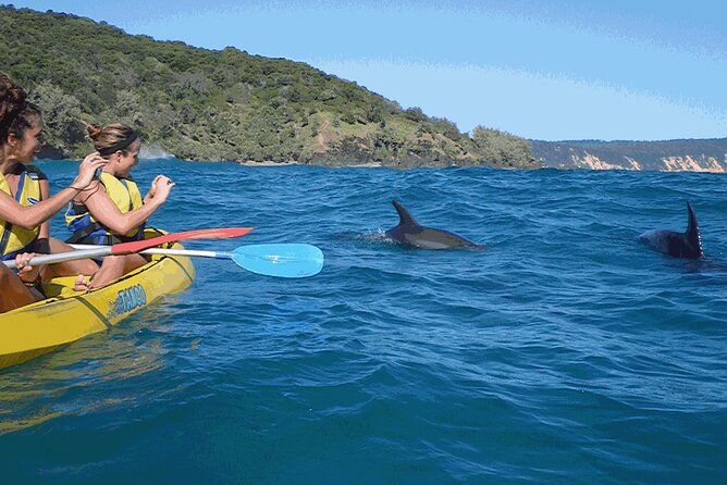 Noosa to Double Island Point Kayaking With Dolphins Day Trip  - Noosa & Sunshine Coast - Overall Experience and Recommendations