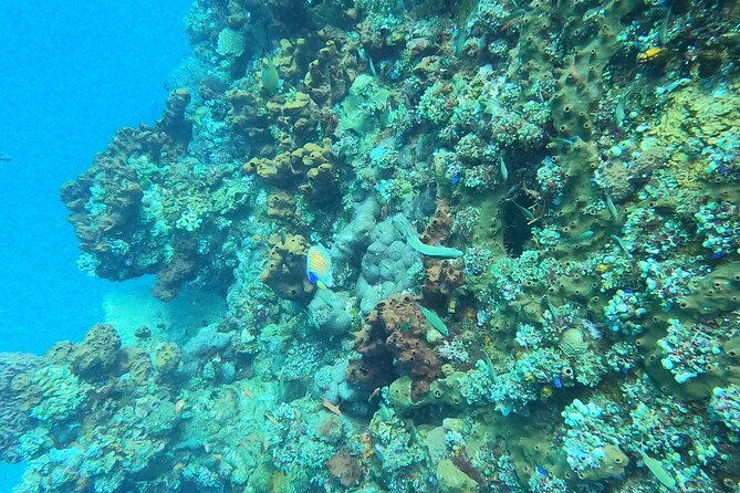 Nusa Penida: Unforgettable Snorkeling Adventure With 4 Spots - Sum Up