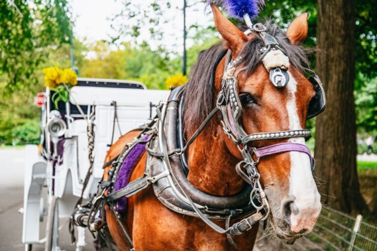 NYC: Guided Central Park Horse Carriage Ride