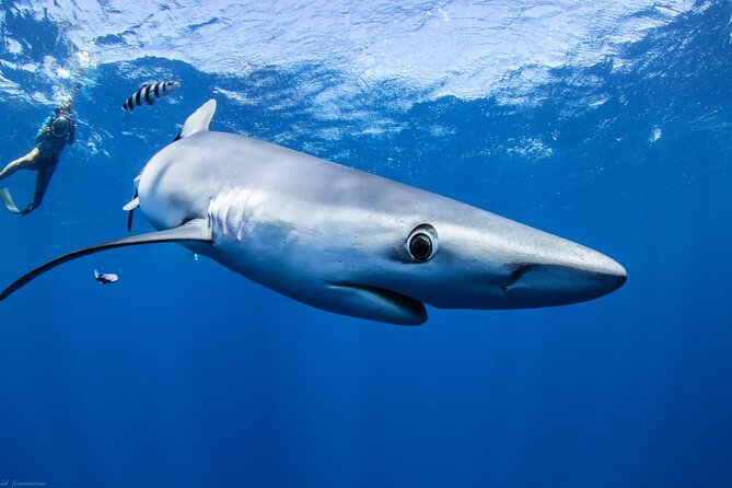 Open Water Shark Dive - Customer Support