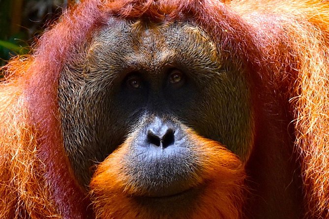 ORANGUTAN TREK (2D/1N) by EcoTravel Bukit Lawang - Traveler Reviews and Ratings