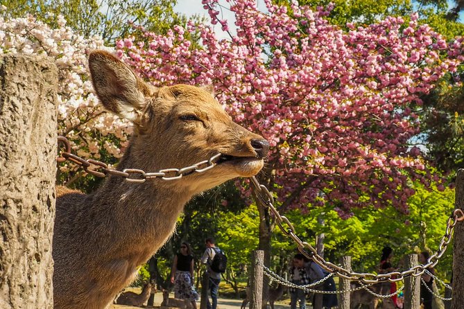 Osaka Cherry Blossom Tour With a Local: 100% Personalized Private - Sum Up