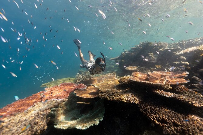 Outer Reef Snorkel Adventure in Airlie Beach - Sum Up