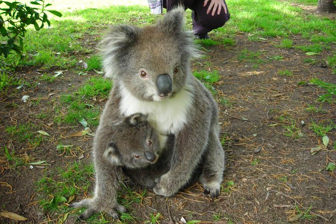 Overnight Great Ocean Road Tour From Melbourne - Customer Reviews