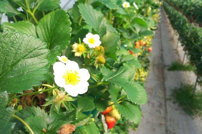 [Perfect Private Tour] Strawberry Farm & Nami Island & Lunch - Contact and Booking Details