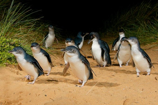 Phillip Island Penguin Parade Day Trip With Koala Conservation Reserve Visit - Common questions