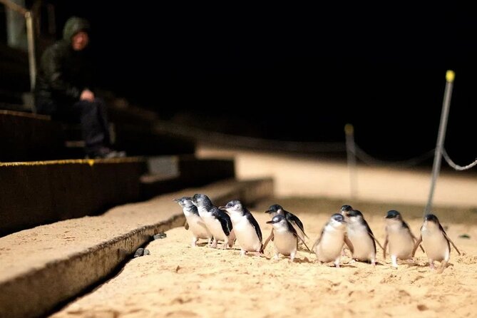 Phillip Island Penguins, Wine Tasting and Dinner From Melbourne - Common questions