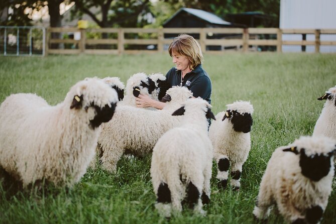 Private Farm Tour With Rose Creek Valais Blacknose Sheep - Sum Up
