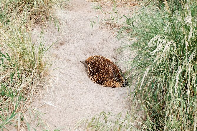 Private Phillip Island & Penguin Parade Hiking Tour From Melbourne - Directions for the Tour