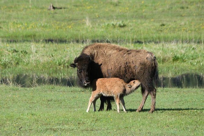 Private Yellowstone Wildlife Sightseeing Tour - Sum Up