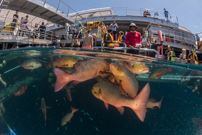 Quicksilver Great Barrier Reef Snorkel Cruise From Port Douglas - Tips for Enjoying the Snorkel Cruise