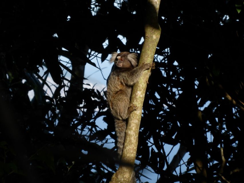 Rio: Tijuca National Park Caves and Waterfall Hiking Tour - Customer Reviews