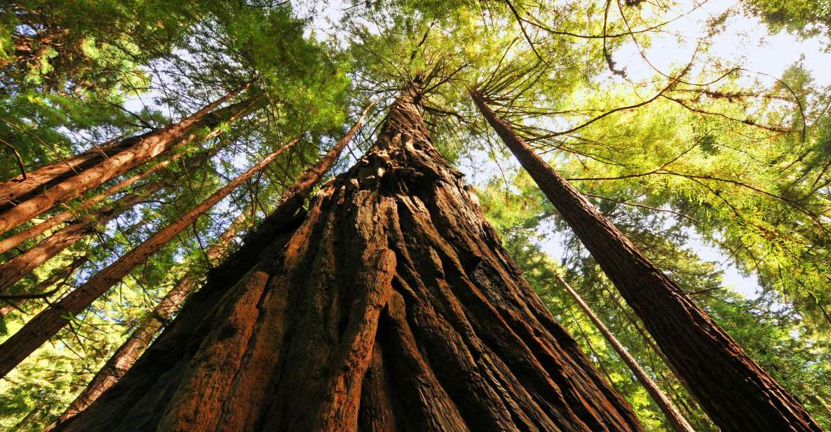 San Francisco: Private Muir Woods and Sausalito Tour - Itinerary