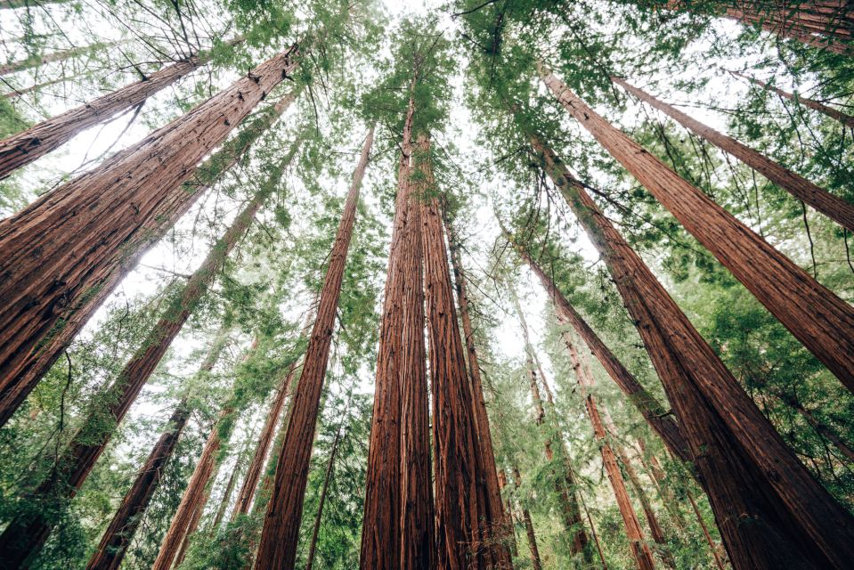 San Francisco: Private Muir Woods, Sausalito Half-Day Trip - Additional Information