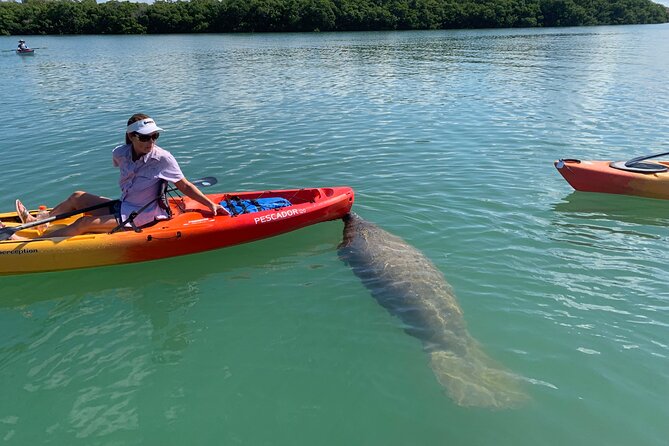 Sarasota Mangroves Kayaking Small-Group Tour - Common questions