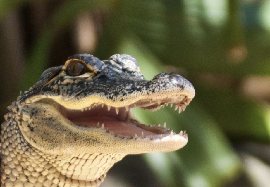 Sawgrass Park: Private 1-Hour Airboat Adventure Tour - Meeting Point