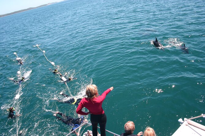 Seal & Dolphin Swim Tour - Reviews & Testimonials