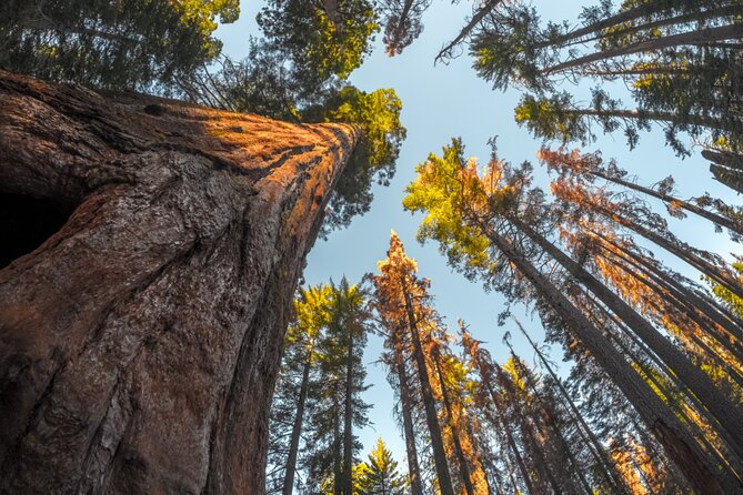 Sequoia & Kings Canyon National Park Self-Driving Audio Tour - Assistance and Additional Resources