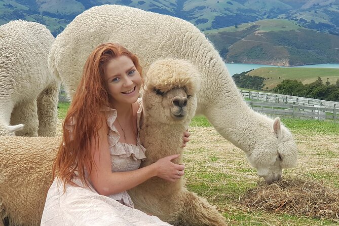 Shamarra Alpaca Farm Tours - Common questions