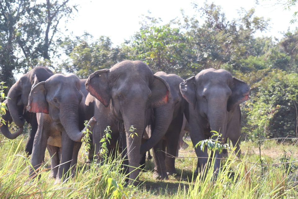 Siem Reap: Small Group Tour of Kulen Elephant Forest - Forest Trekking