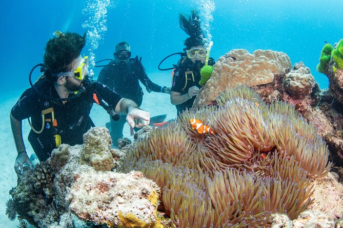 Silverswift Dive and Snorkel Great Barrier Reef Cruise - Sum Up