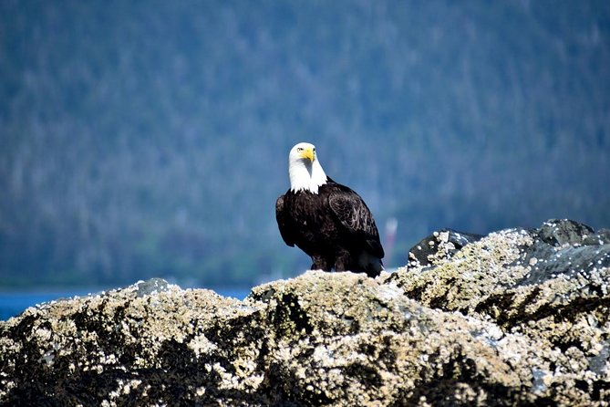 Simply Amazing Sitka Tour: Fortress of the Bear, Alaska Raptor, & Totems - Tour Overview and Details