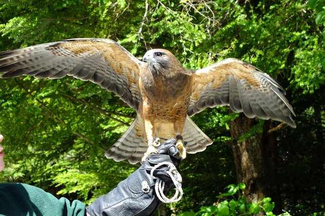 Sitka Tour: Raptor Center, Fortress of the Bears, Totems - Sum Up