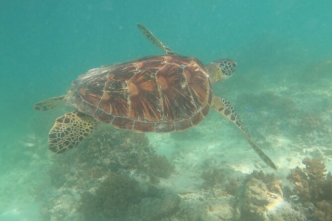 Snorkeling Gili Islands Coral, Turtles & Underwater Statues - Common questions
