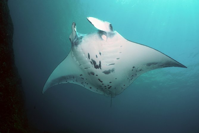 Snorkelling With Manta Rays - Sum Up