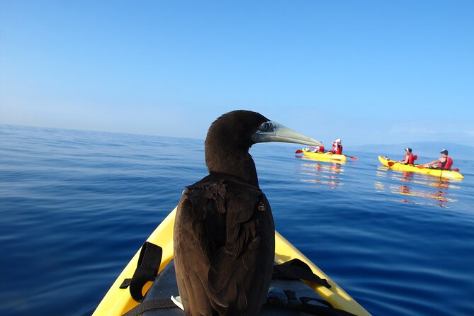 South Maui Kayak and Snorkel Tour With Turtles - Common questions