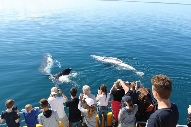 Spirit of Hervey Bay Whale Watching Cruise - Sum Up