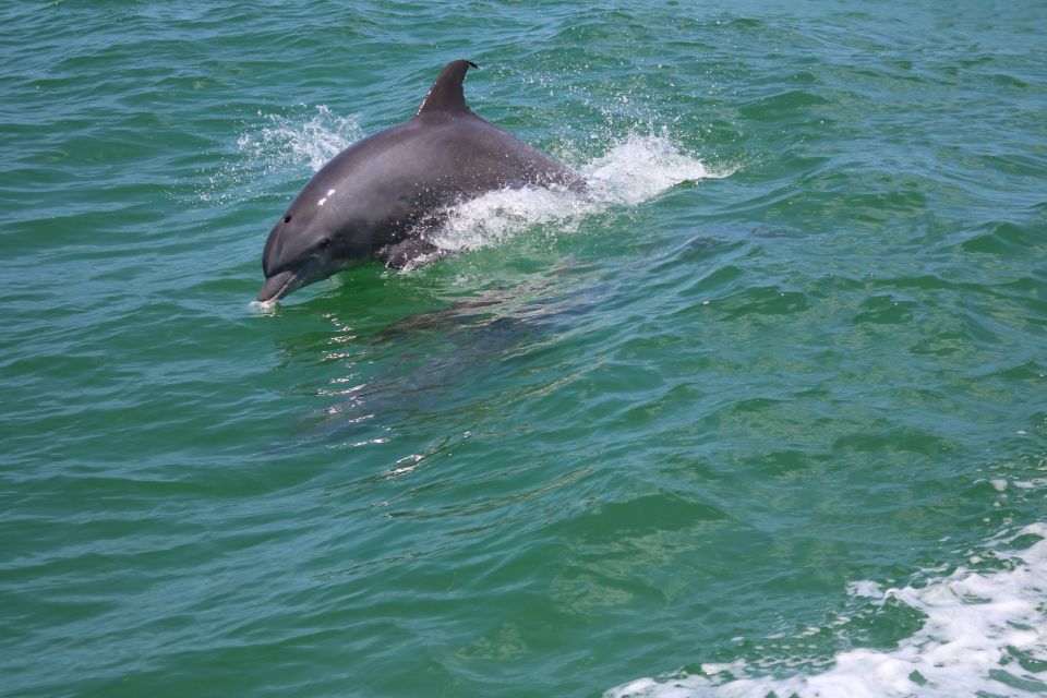 St. Petersburg, FL: Private 2-Hour Dolphin Watching Cruise - Common questions