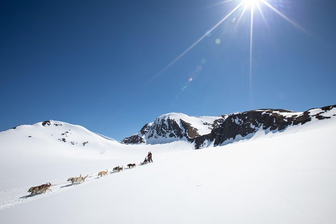 Summer Glacier Dogsledding Tour From Girdwood - Price and Contact Information