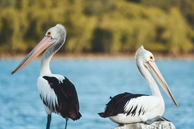 Sunset River Cruise Near Byron Bay - Sum Up