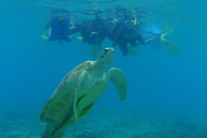 Swim With Sea Turtles at Kerama Islands - Safety Guidelines