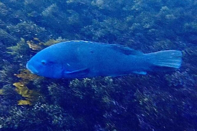 Swim With the Queen of the English Channel in New South Wales - Directions