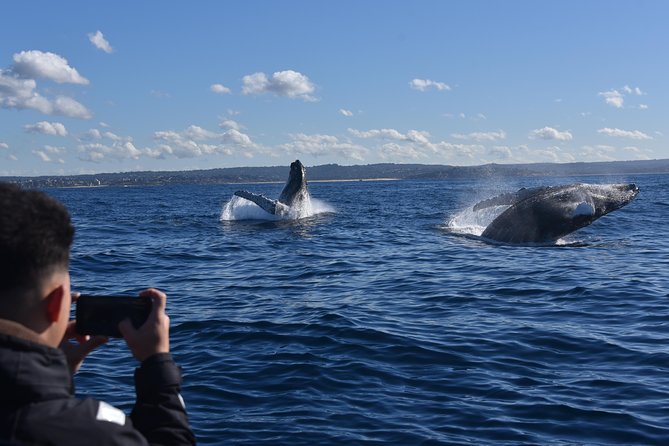 Sydney Whale-Watching by Speed Boat - Pricing and Discounts