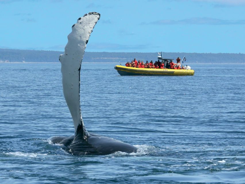 Tadoussac/Baie-Ste-Catherine: Whale Watch Zodiac Boat Tour - Sum Up