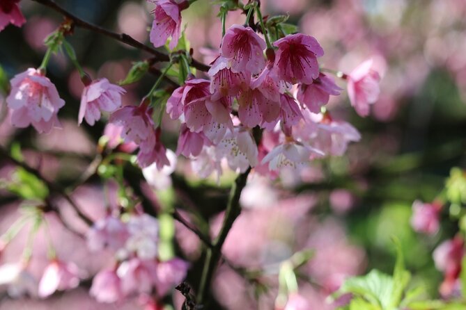Taipei Cherry Blossom Day Tour - Sum Up