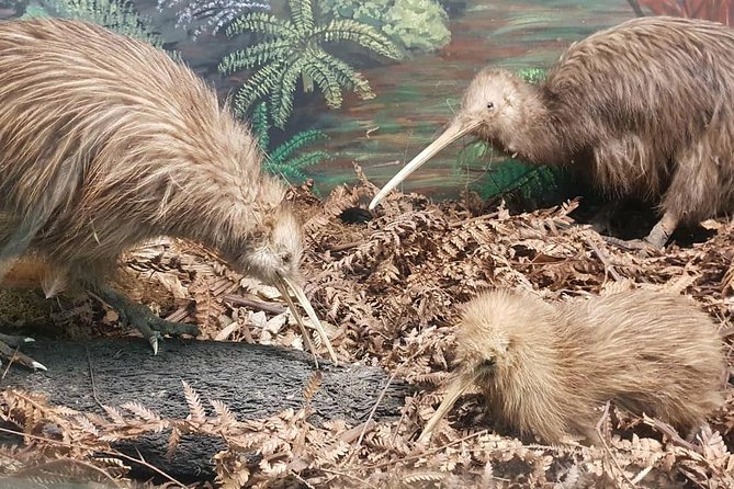 Tauranga Shore Excursion: Waitomo Caves and The Kiwi House - Sum Up